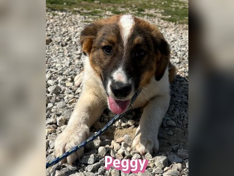 Peggy - verschmust, verspielt, anhänglich