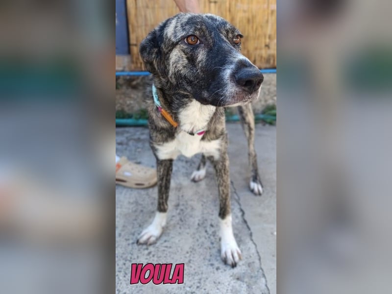 Voula, 10/25 - sanfte Seele sucht Familie
