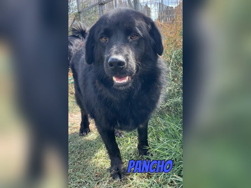 Pancho, 10/22 - schwarzes Bärchen sucht Familie