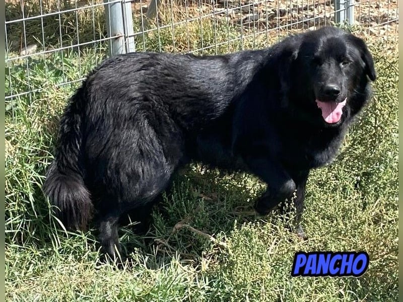 Pancho, 10/22 - schwarzes Bärchen sucht Familie