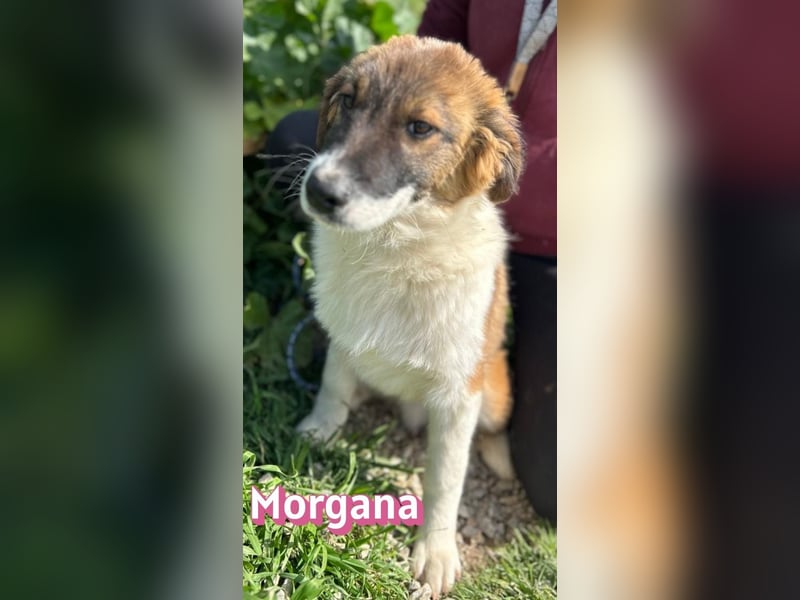 Morgana - verschmust, verspielt, anhänglich