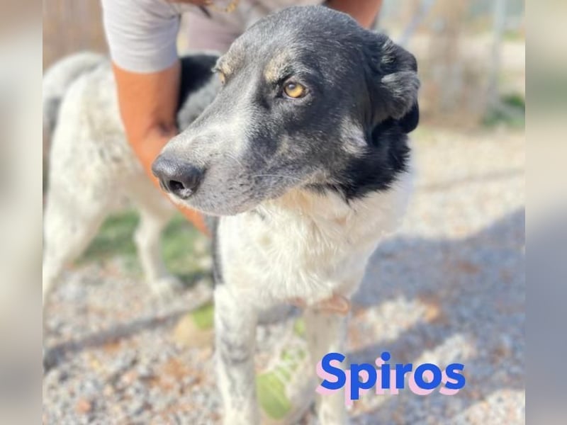 Spiros - freundlich und intelligent