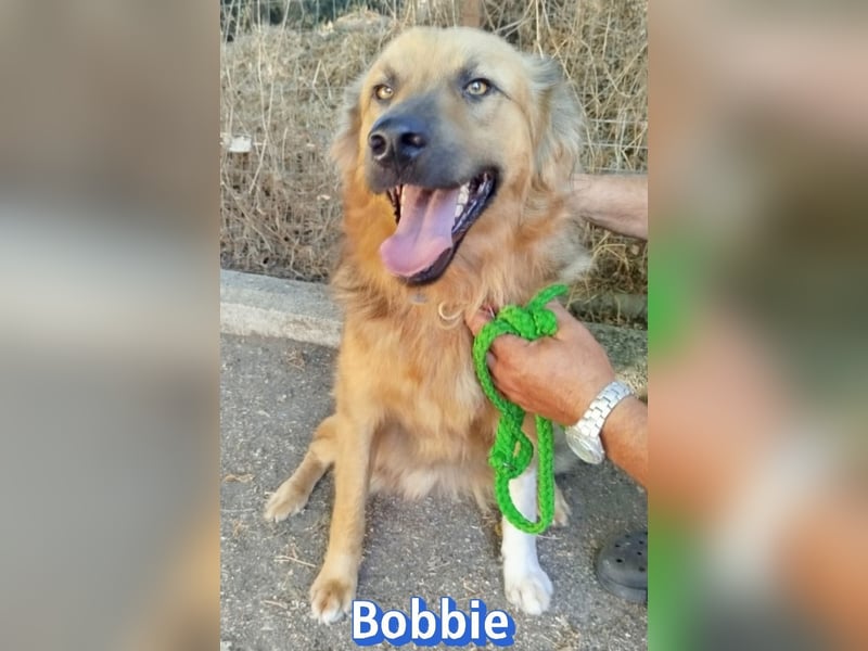 Bobbie, 08/23 - treuer Wuschel sucht Familie