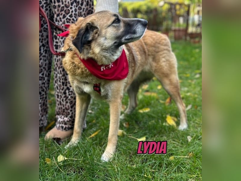 Lydia, 05/23 - tolle Familienhündin wartet in 64756 Mossautal