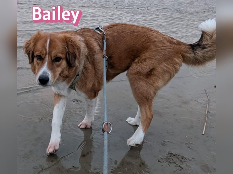 Bailey 04/24 - charakterstarke Hündin sucht neues Zuhause