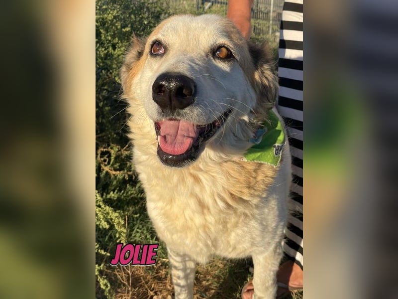 Jolie, 08/24 - süßes Mädel wartet auf ihre Menschen