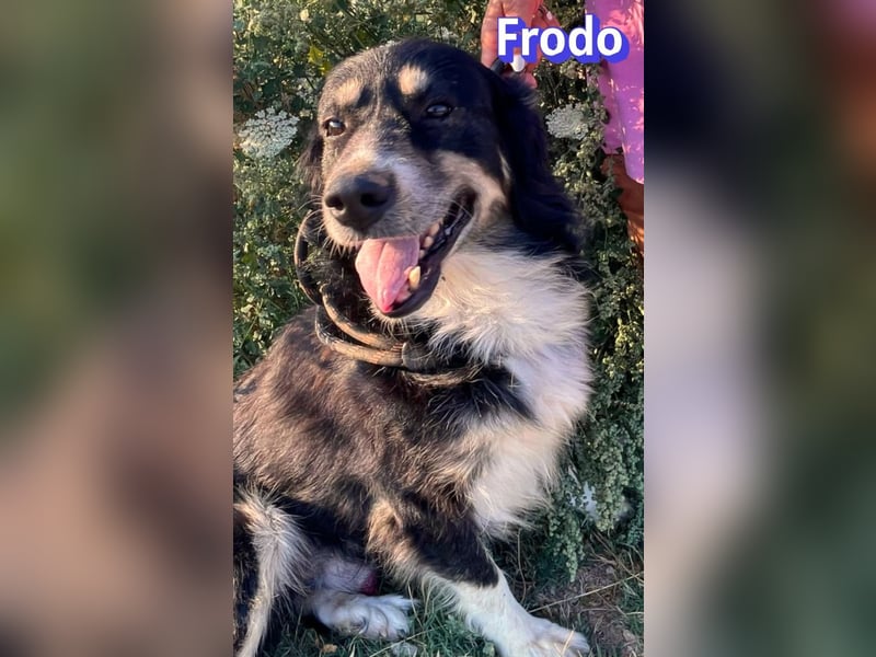 Frodo, 01/24 - Lebensfreude auf 4 Pfoten