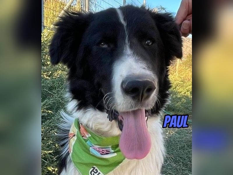 Paul, 10/25 - süßer Plüscher sucht Familie