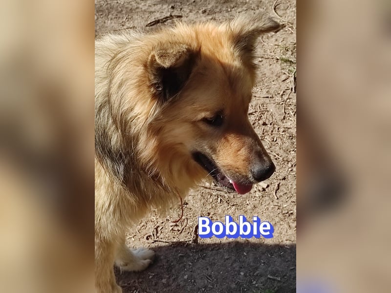 Bobbie - lebensfroher Kämpfer sucht sein Zuhause