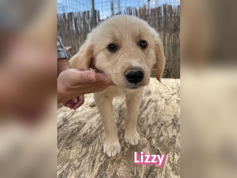 Lizzy, 02/26 - sucht eine schöne Kindheit