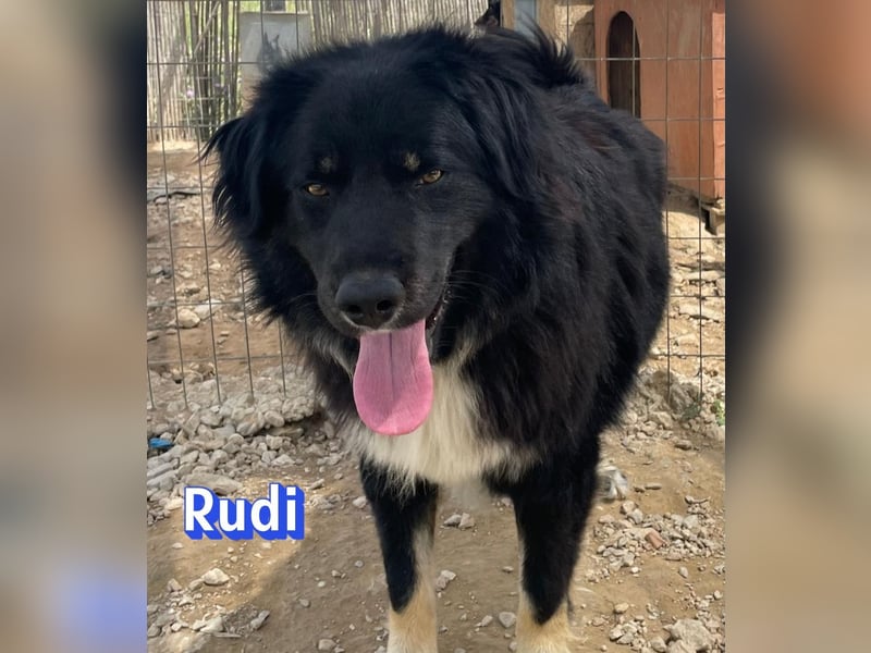 Rudi, 02/24 - liebevoller Wuschel sucht Familie