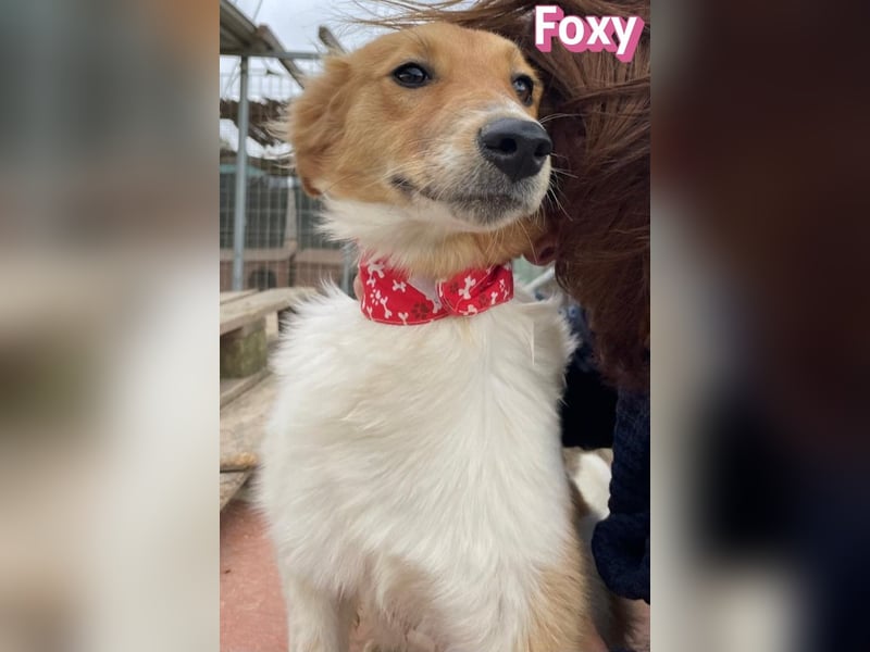 Foxy - verschmust, verspielt, anhänglich