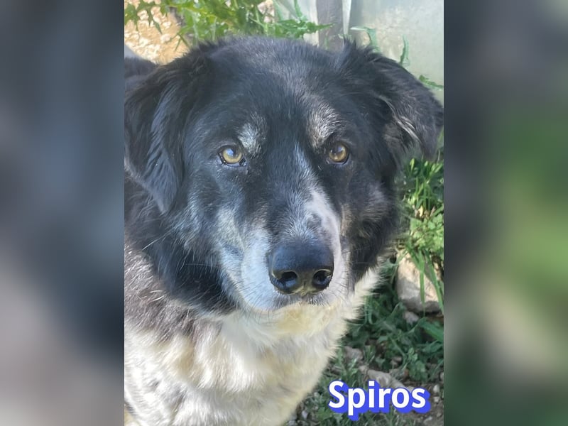 Spiros, 01/23 - wuscheliger, schlauer Gefährte sucht seine Menschen