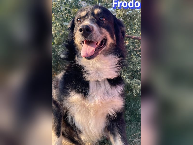 Frodo, 01/24 - Lebensfreude auf 4 Pfoten