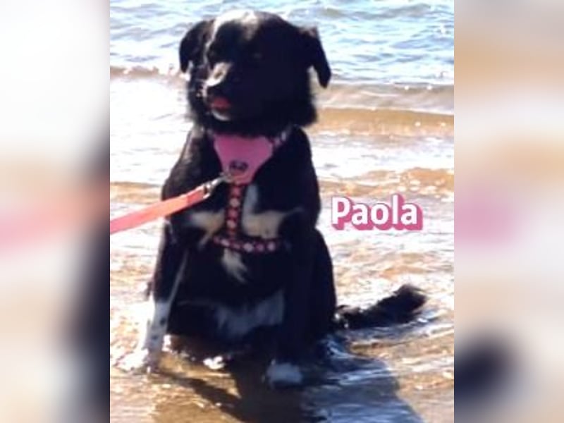 Paola - Ein Hund für Strandspaziergänge