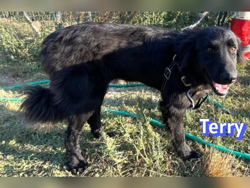 Terry, 09/24 - ruhiger Schatz sucht Familie