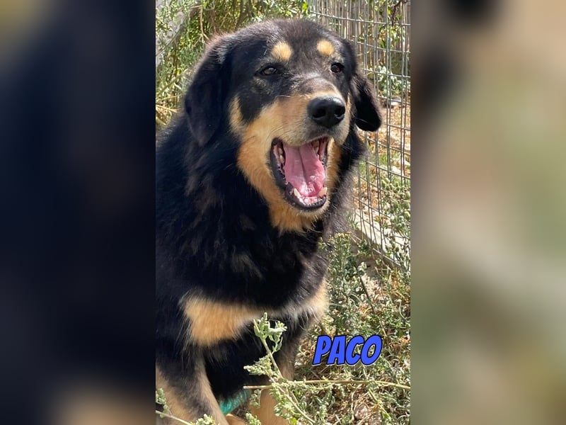 Paco, 10/22 - hübscher Rüde sucht 2te Chance