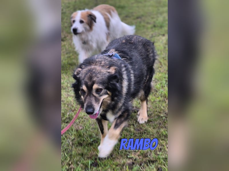 Rambo, 04/22 - ruhiges Bärchen wartet in 91413 Unternesselbach