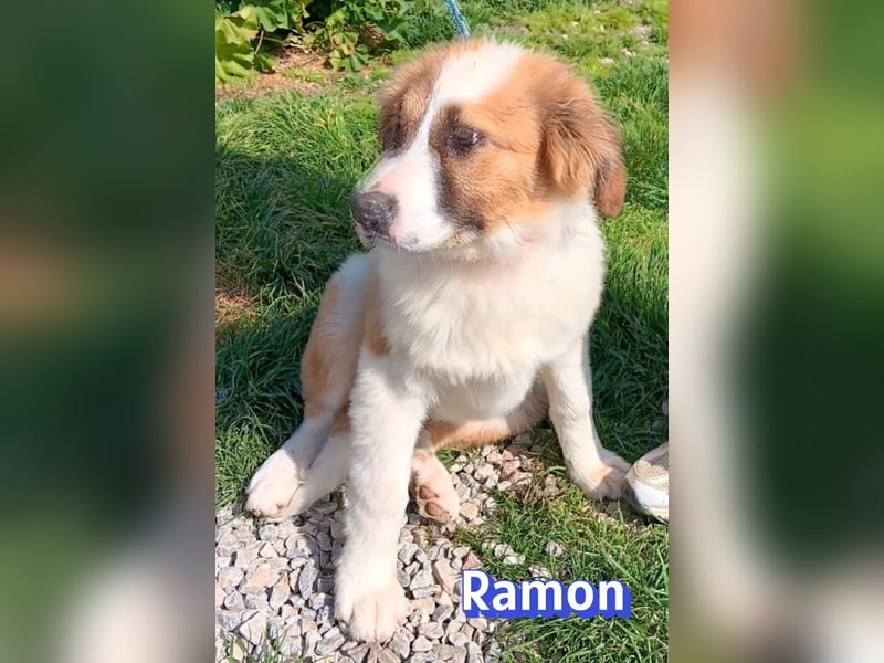 Ramon - verschmust, verspielt, anhänglich