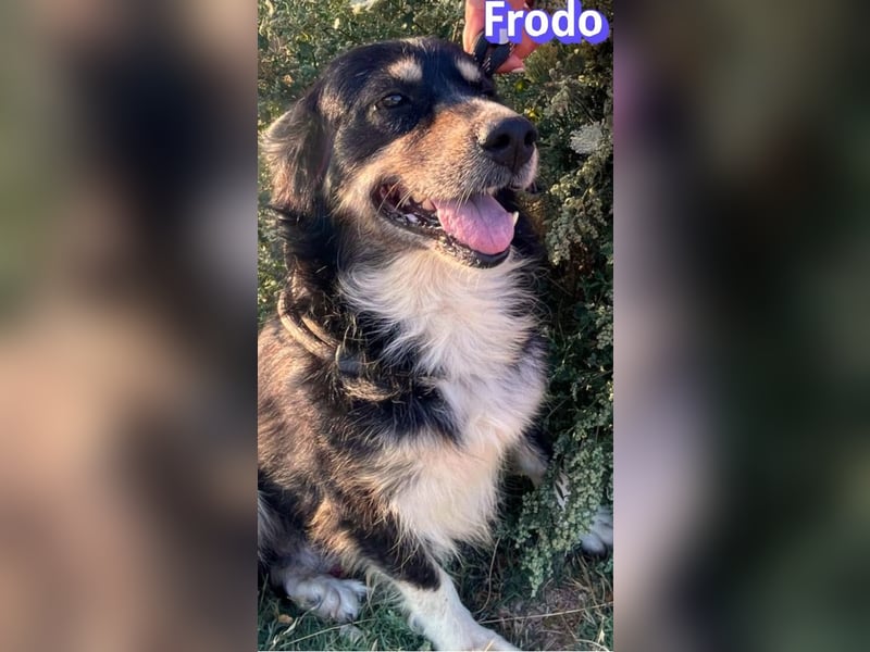 Frodo, 01/24 - Lebensfreude auf 4 Pfoten