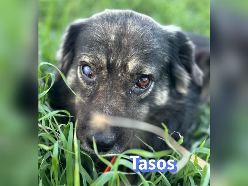 Tasos, 01/22 - durch Menschen verlor er sein Augenlicht