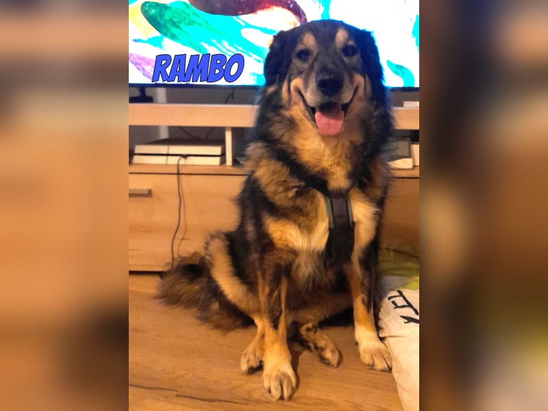 Rambo, 04/22 - ruhiges Bärchen wartet in 91413 Unternesselbach