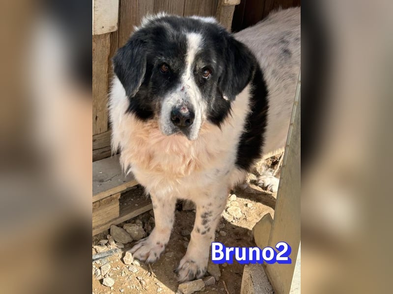 Bruno 2 - Gnadenbrotplatz gesucht