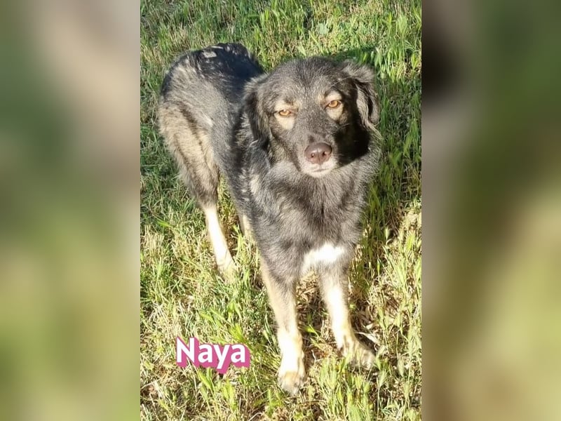 Naya, 11/24 - sportlicher Wuschel sucht Familie