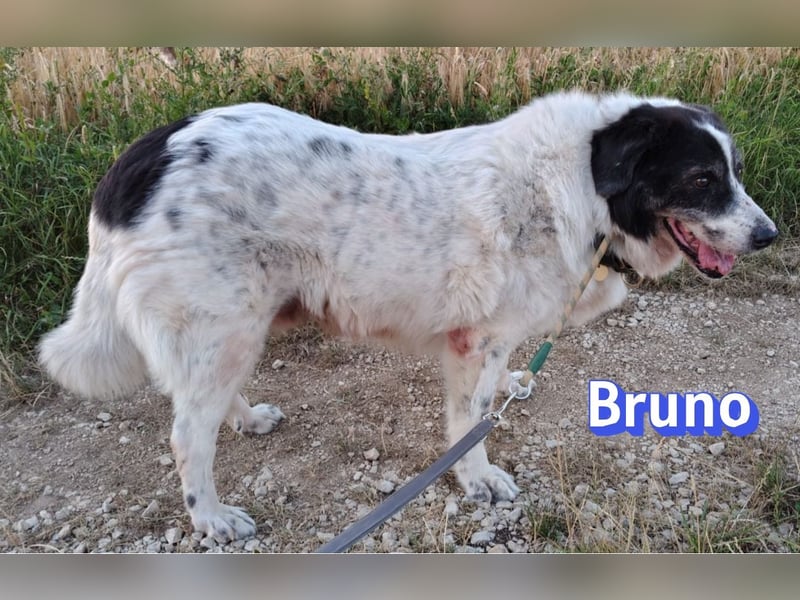 Bruno2, 10/17 - gemütlicher Senior wartet in 86685 Huisheim