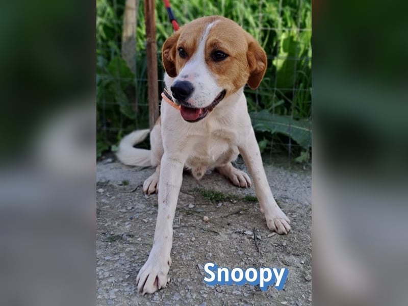 Snoopy, 04/25 - sucht seinen Charlie Brown