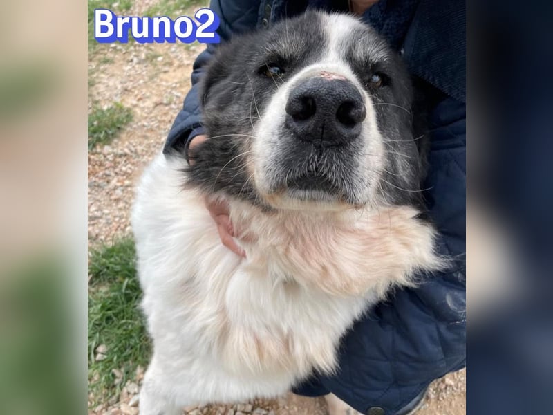 Bruno2, 10/17 - gemütlicher Senior wartet in 85276 Pfaffenhofen a. d. Ilm