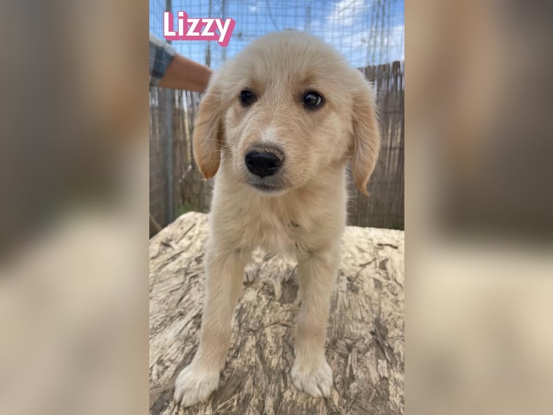 Lizzy, 02/26 - sucht eine schöne Kindheit