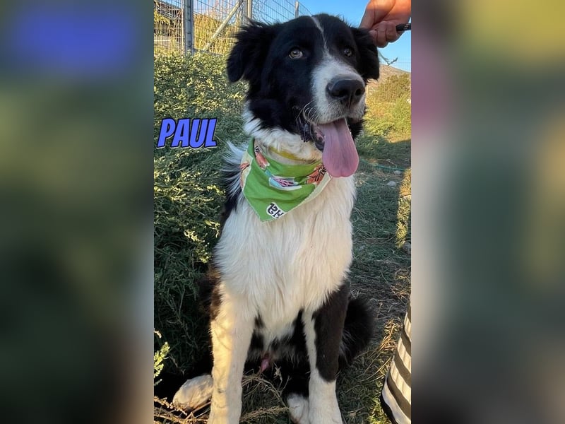Paul, 10/25 - süßer Plüscher sucht Familie