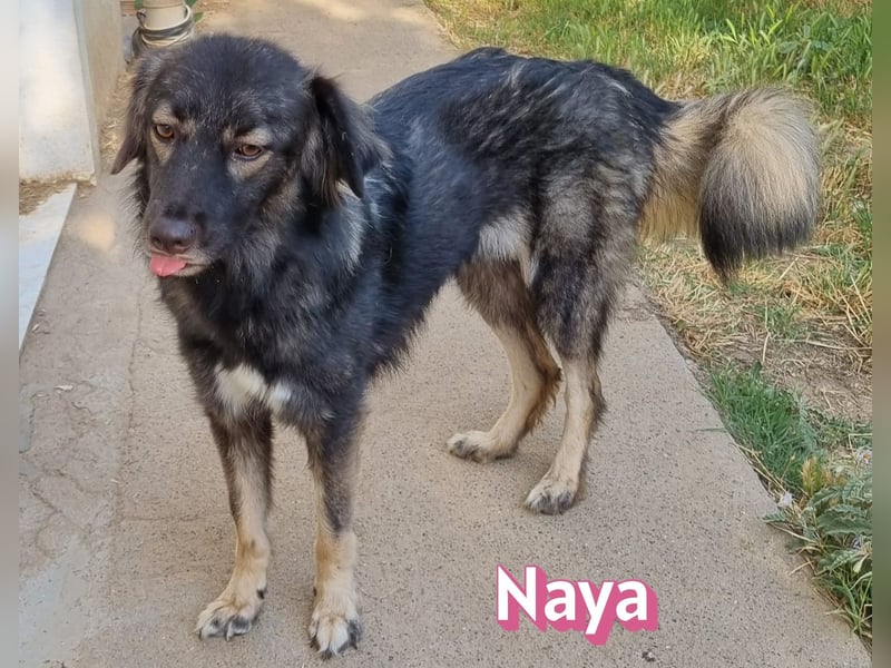 Naya, 11/24 - sportlicher Wuschel sucht Familie