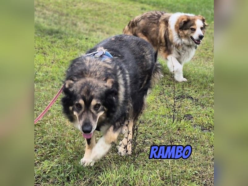 Rambo, 04/22 - ruhiges Bärchen wartet in 91413 Unternesselbach