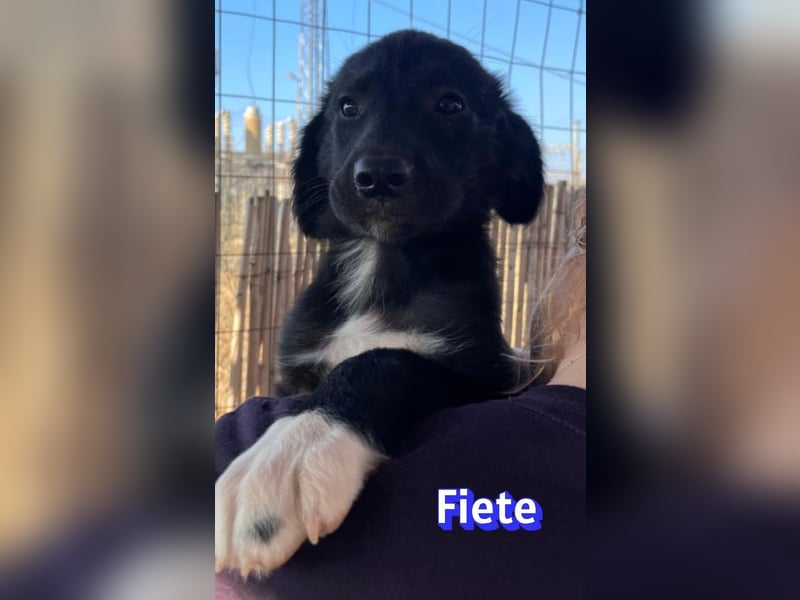 Fiete, 05/26 - süßer Wuschel sucht Familie