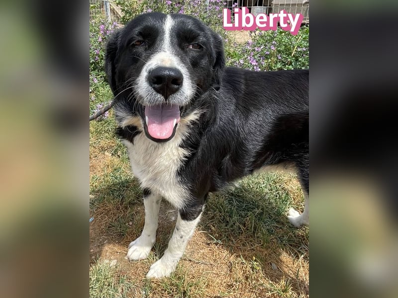 Liberty, 09/21 - treue Hündin sucht ihre Menschen