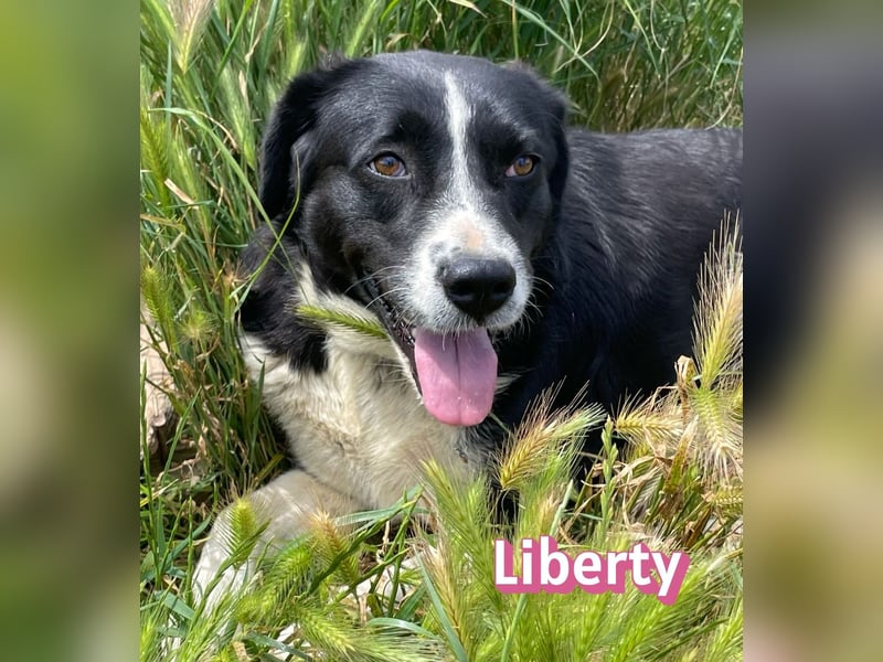 Liberty, 09/21 - treue Hündin sucht ihre Menschen