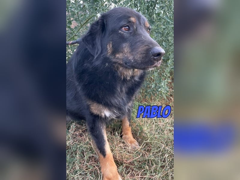 Pablo, 10/22 - ruhiger Rüde sucht Familie