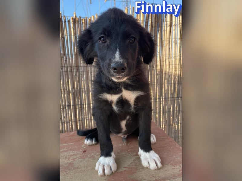 Finnlay, 05/26 - Schwarzköpfchen sucht Familie