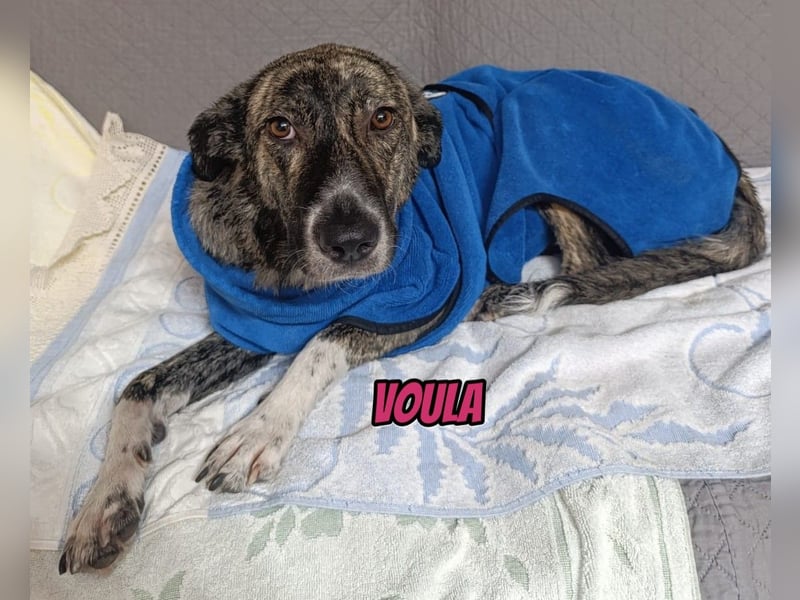 Voula, 10/25 - sanfte Seele sucht Familie