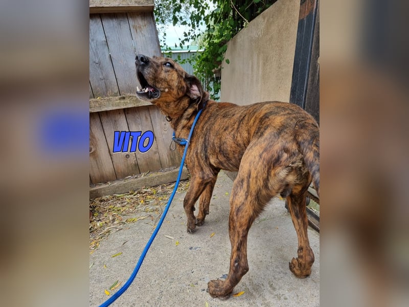 Vito, 10/24 - lieber Eyecatcher sucht Familie