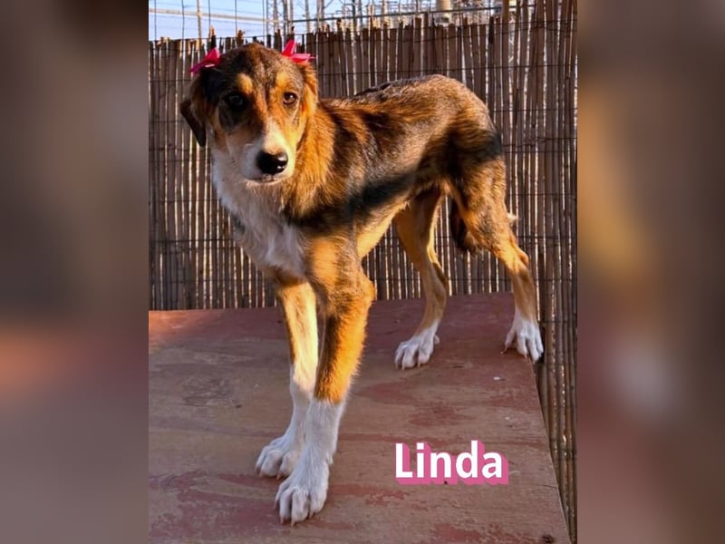 Linda, 03/26 - bezaubrendes Mädel sucht Familie