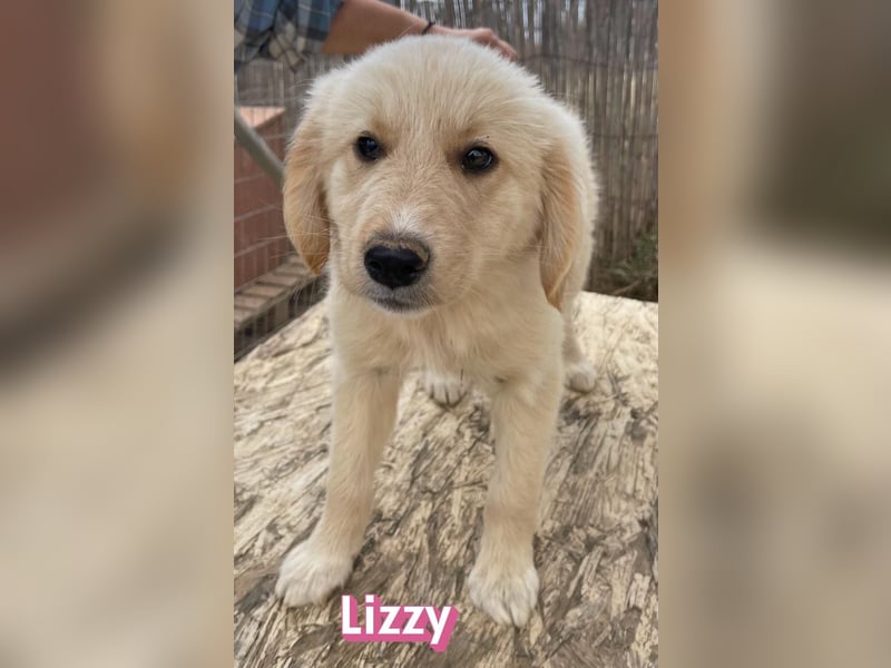 Lizzy, 02/26 - sucht eine schöne Kindheit