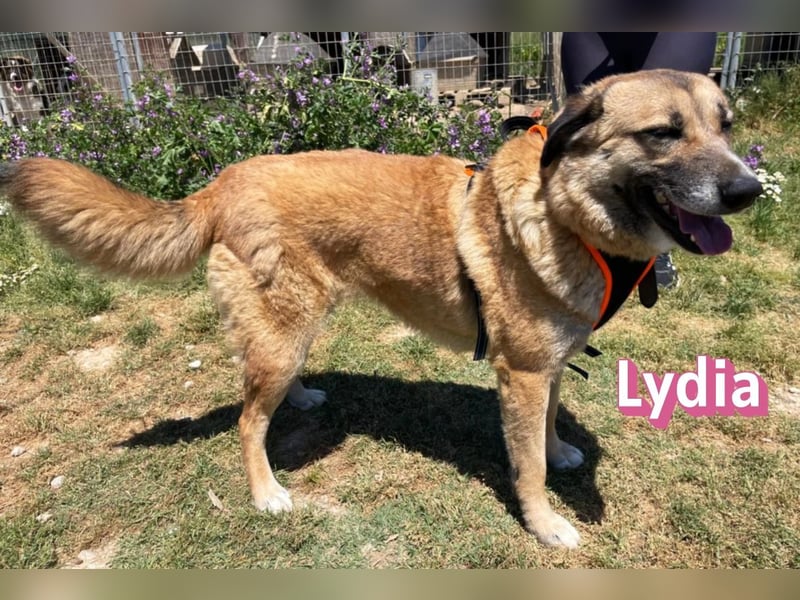 Lydia, 05/23 - gemütliche Schmusemaus sucht Familie