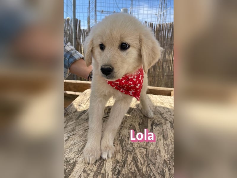 Lola, 02/26 - Wuschelchen sucht Körbchen