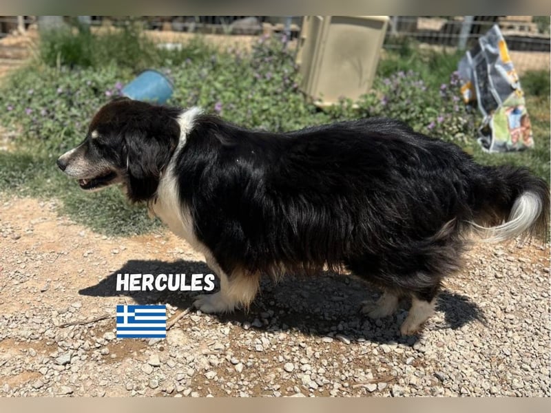 Herkules - Eine griechsiche Legende sucht sein Zuhause