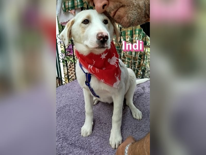 Indi - Die Hoffnung auf einen Neuanfang