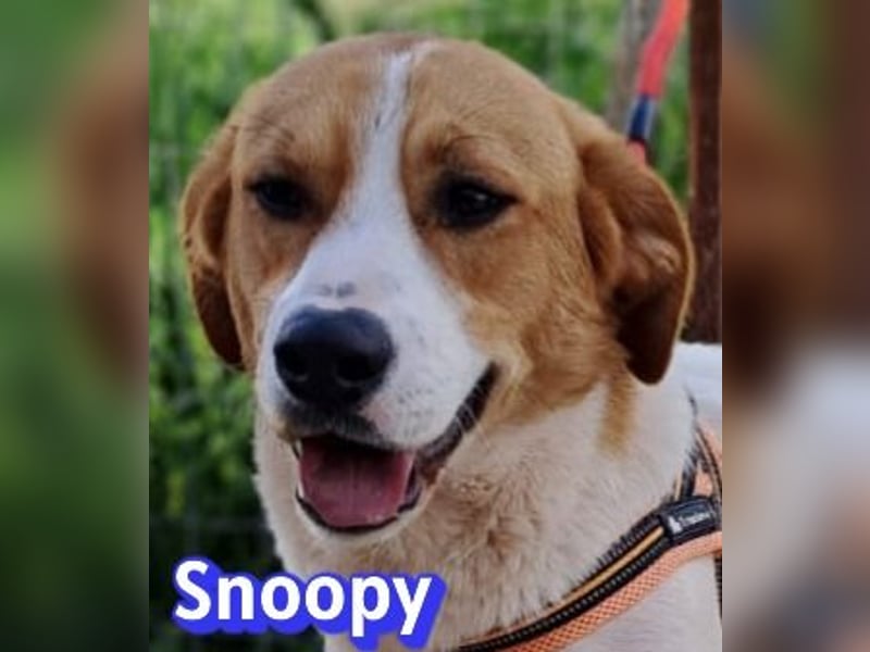 Snoopy, 04/25 - sucht seinen Charlie Brown