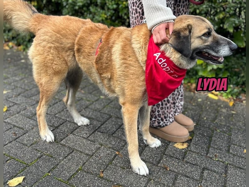 Lydia, 05/23 - tolle Familienhündin wartet in 64756 Mossautal